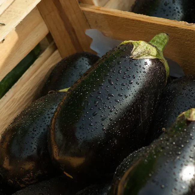 Melanzane