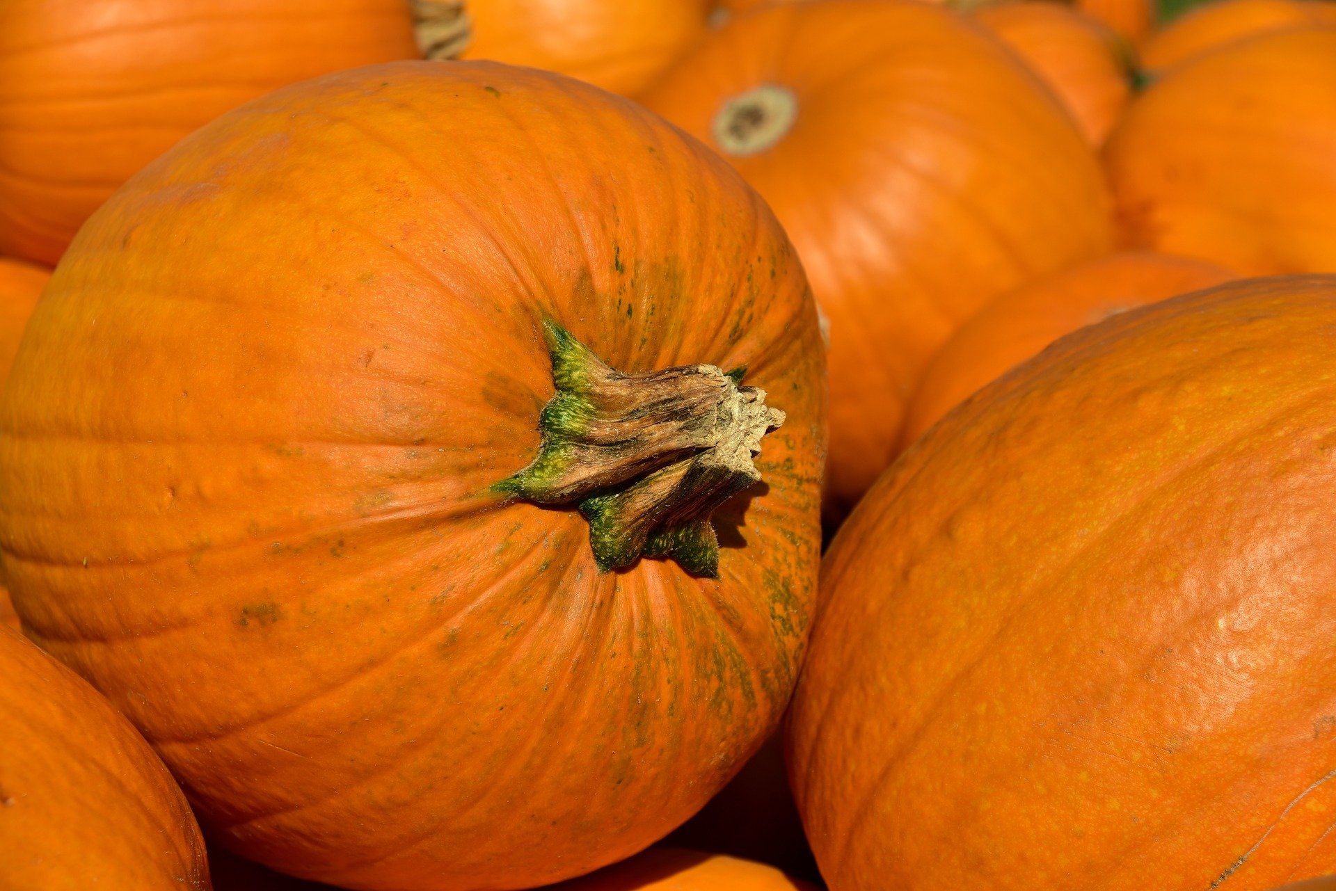 Immagine - Zucca