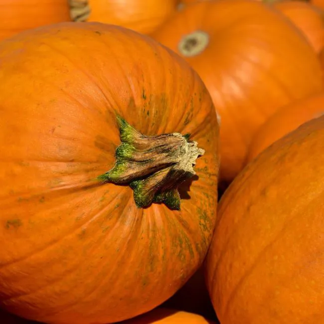 Zucca