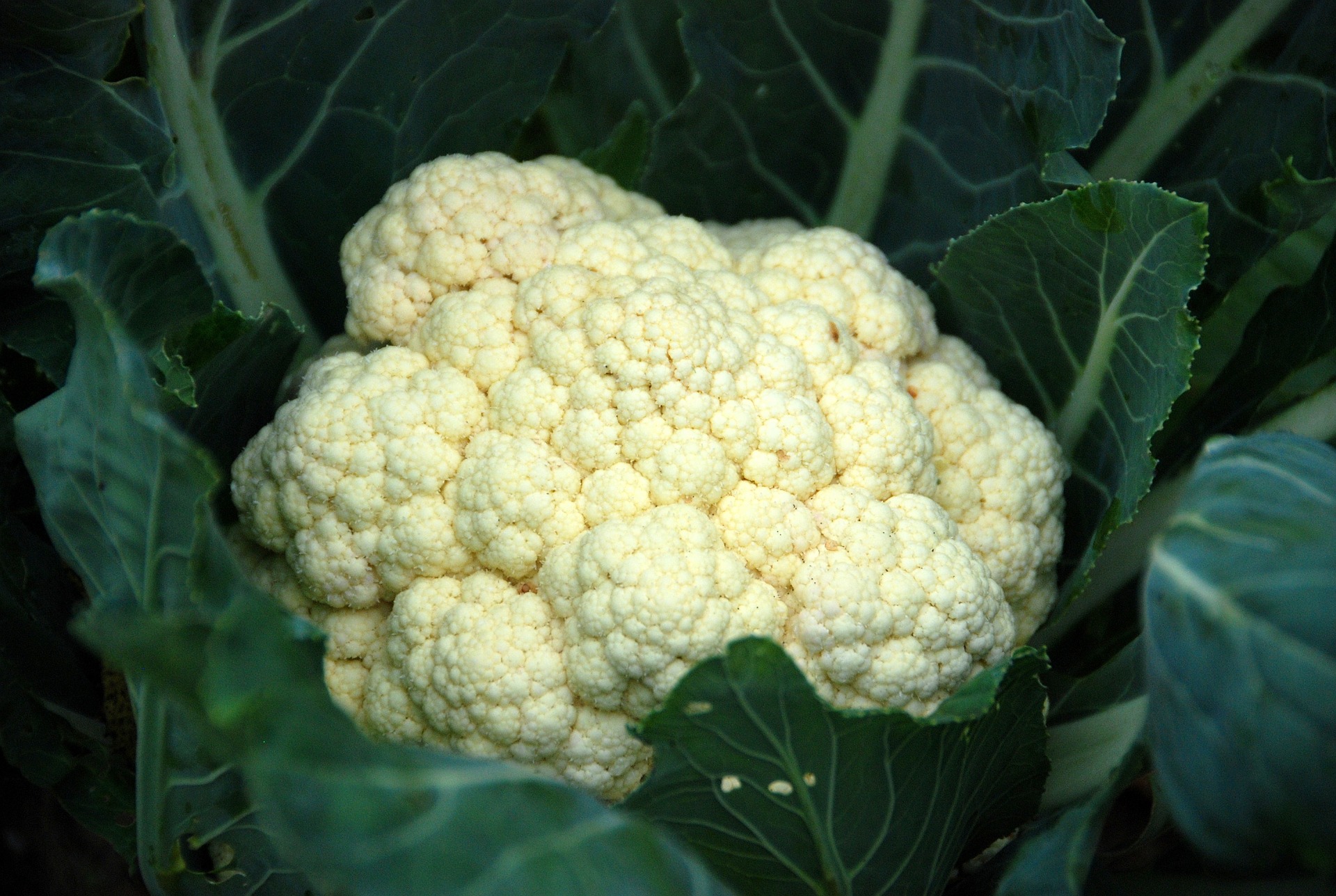 Immagine - Cavolfiori