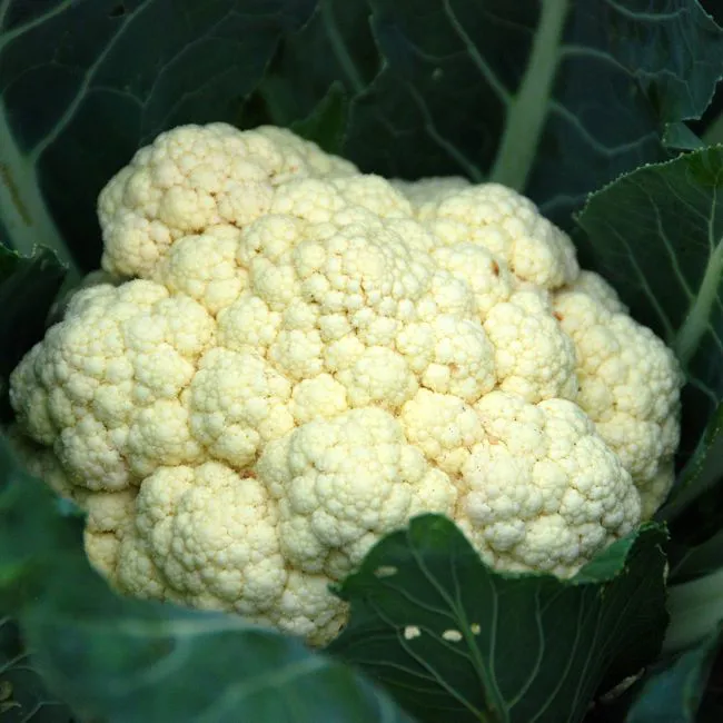 Cavolfiori