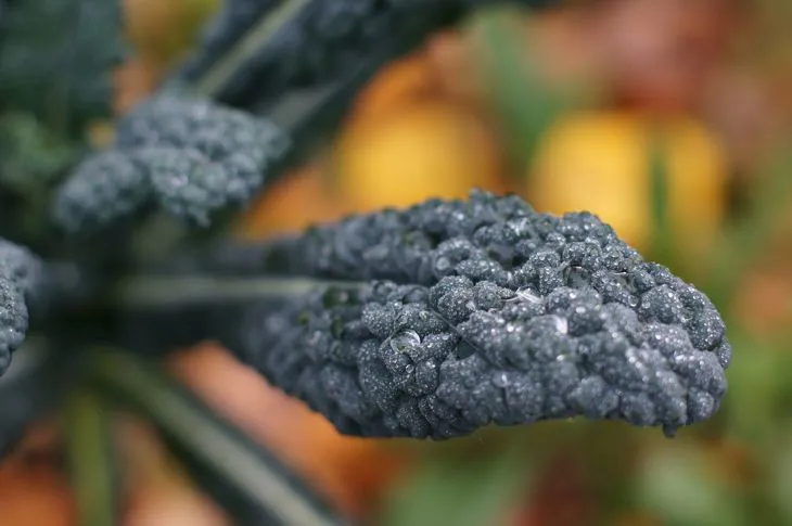 Immagine - cavolo nero