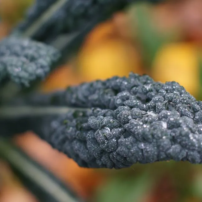 cavolo nero