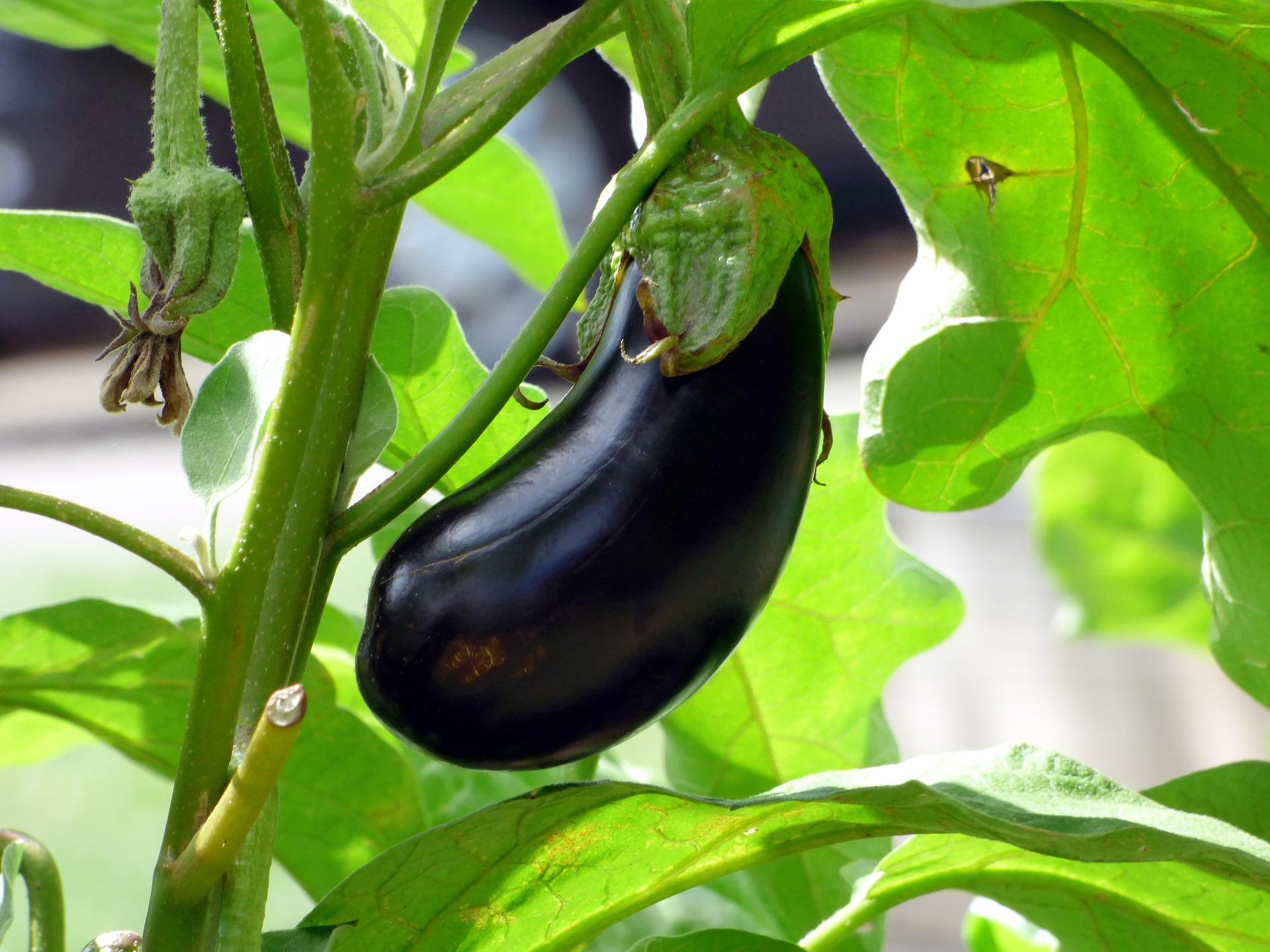 Immagine - Melanzane