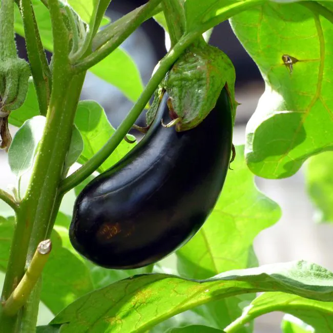 Melanzane