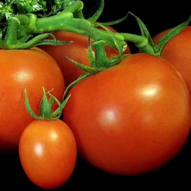 Pomodori misti