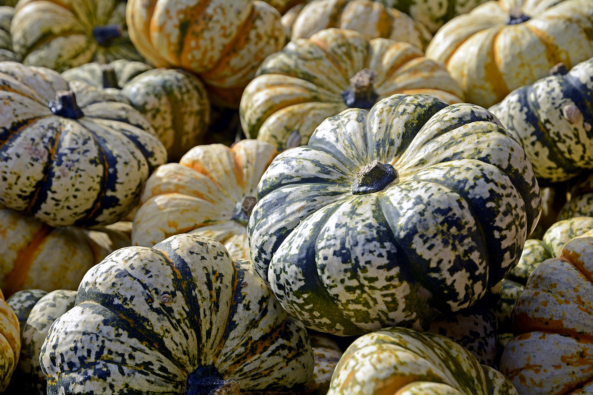 Immagine - Zucca tardiva