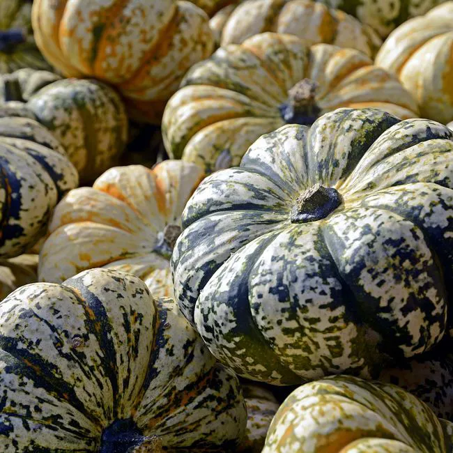 Zucca tardiva