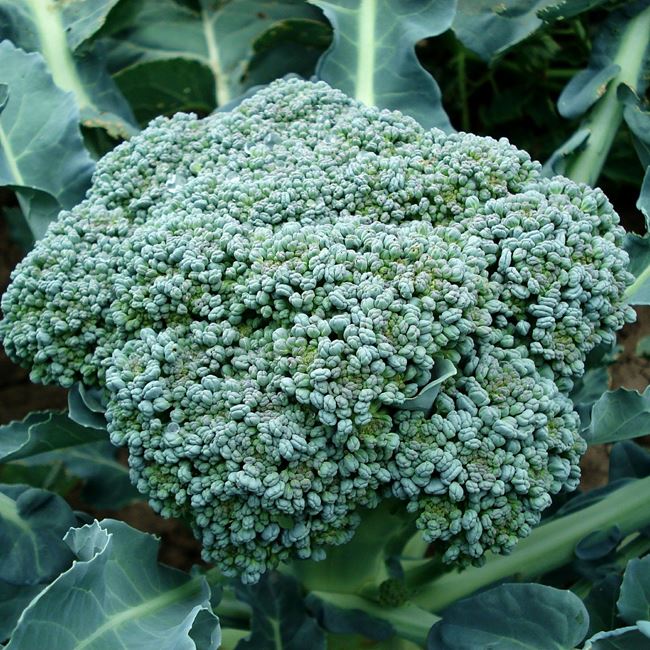 Broccolo verde