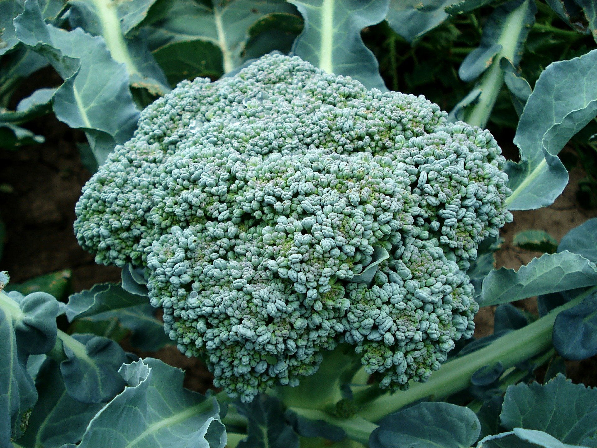 Immagine - Broccolo verde