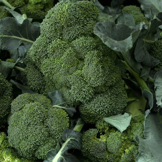 Cime di rapa 