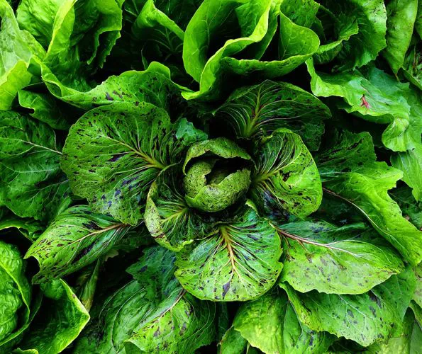 Immagine - Grumolo verde