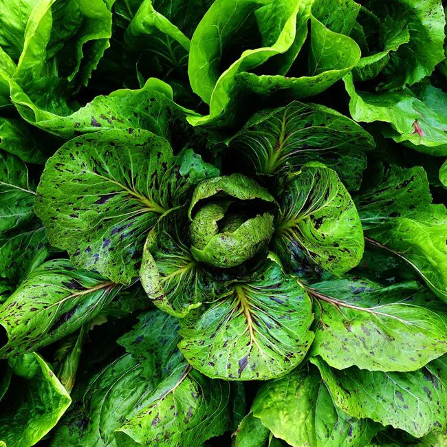 Grumolo verde