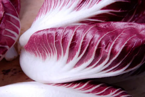 Immagine - Radicchio Chioggia