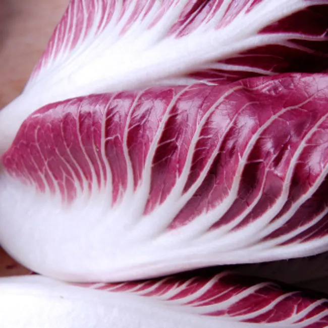 Radicchio Chioggia