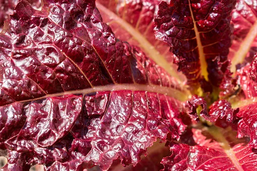 Immagine - Radicchio salmonato  