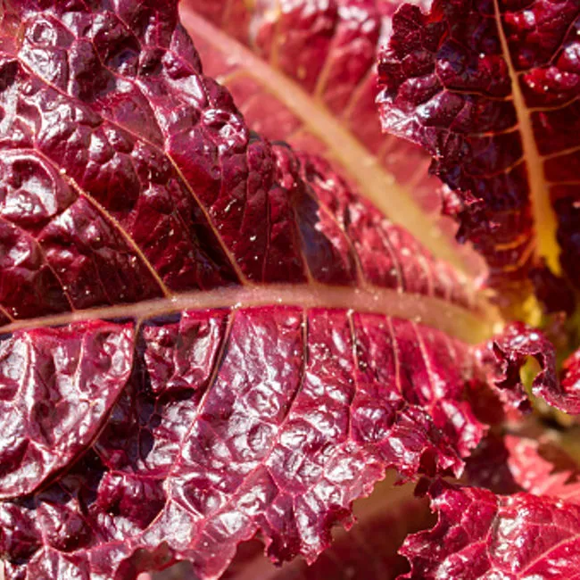 Radicchio salmonato  