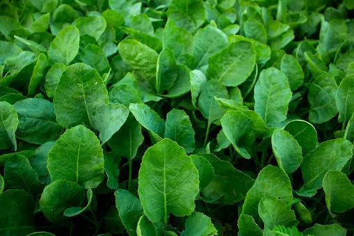 Immagine - Spinaci da taglio