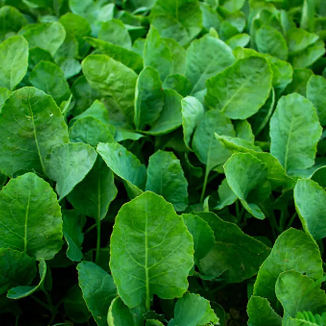 Spinaci da taglio