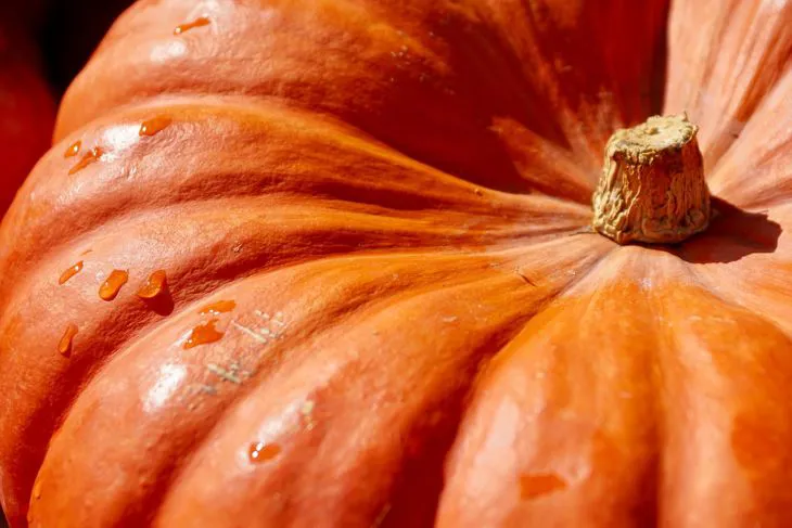 Immagine - Zucca