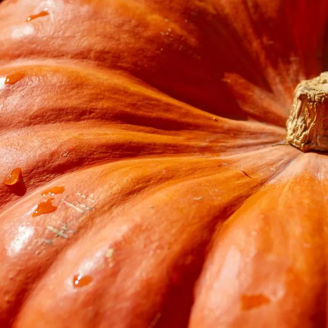 Zucca