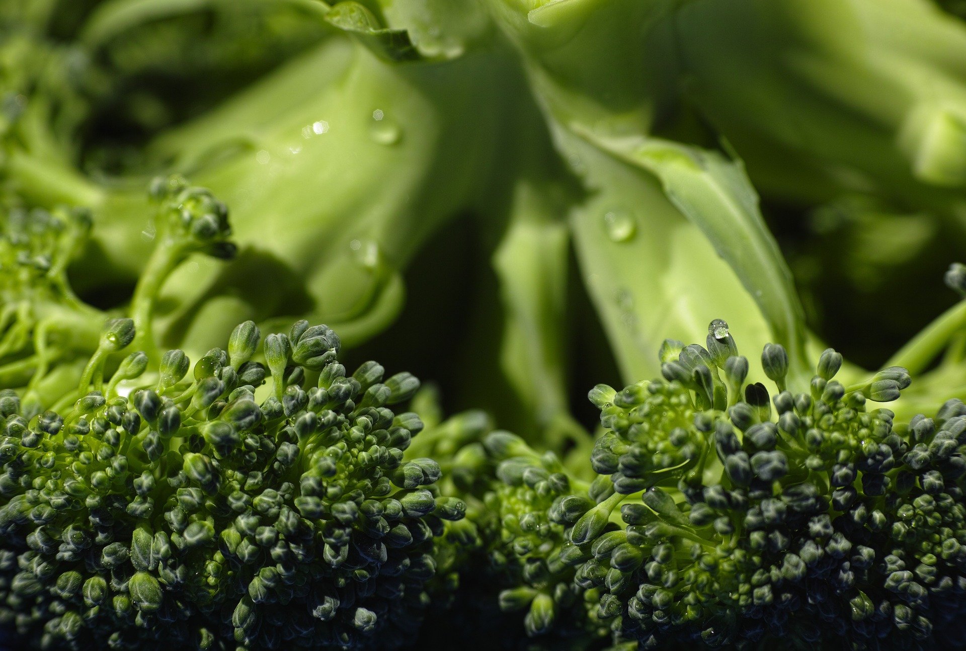 Immagine - Broccolo verde