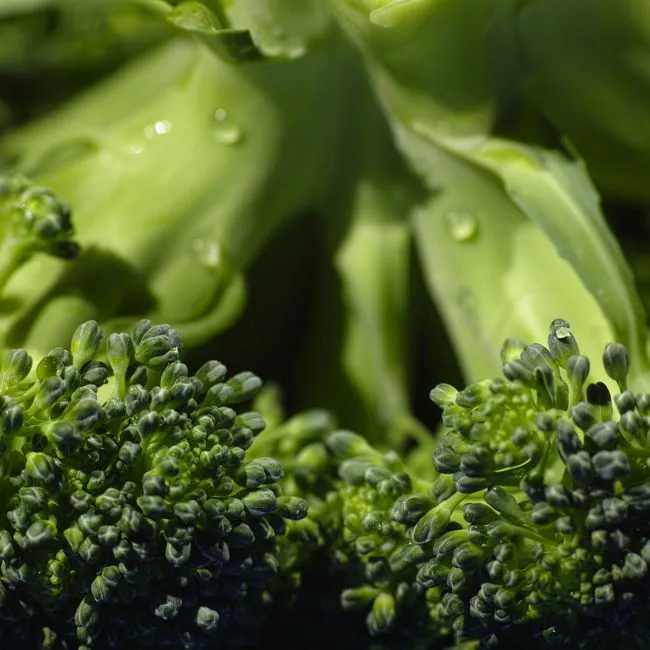 Broccolo verde