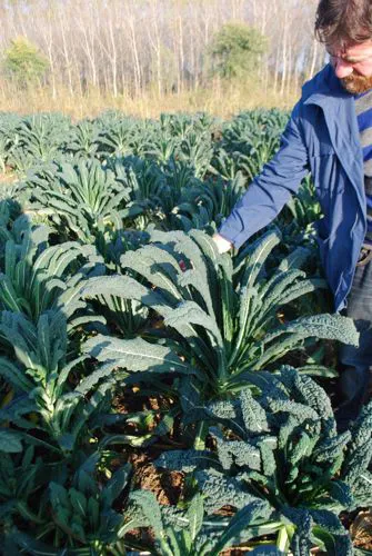 Immagine - Cavolo nero