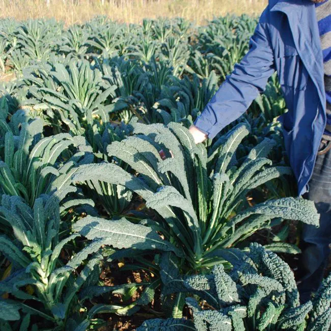 Cavolo nero