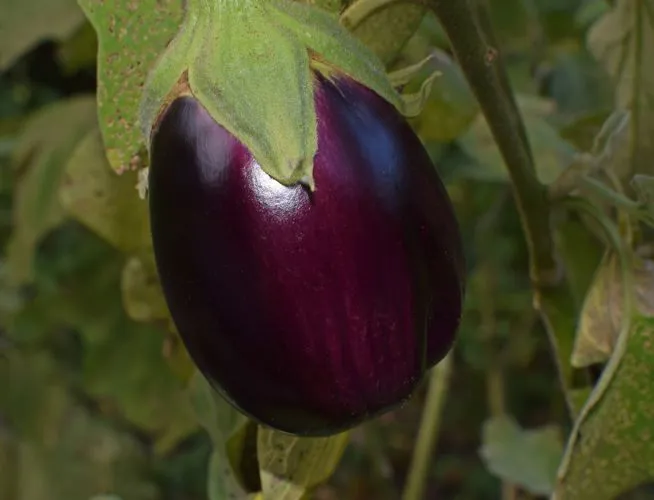 Immagine - Melanzane 