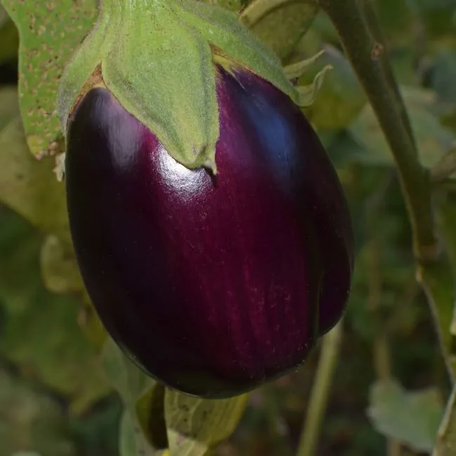Melanzane 