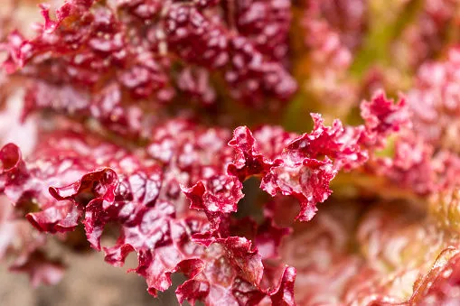 Immagine - Radicchio salmonato