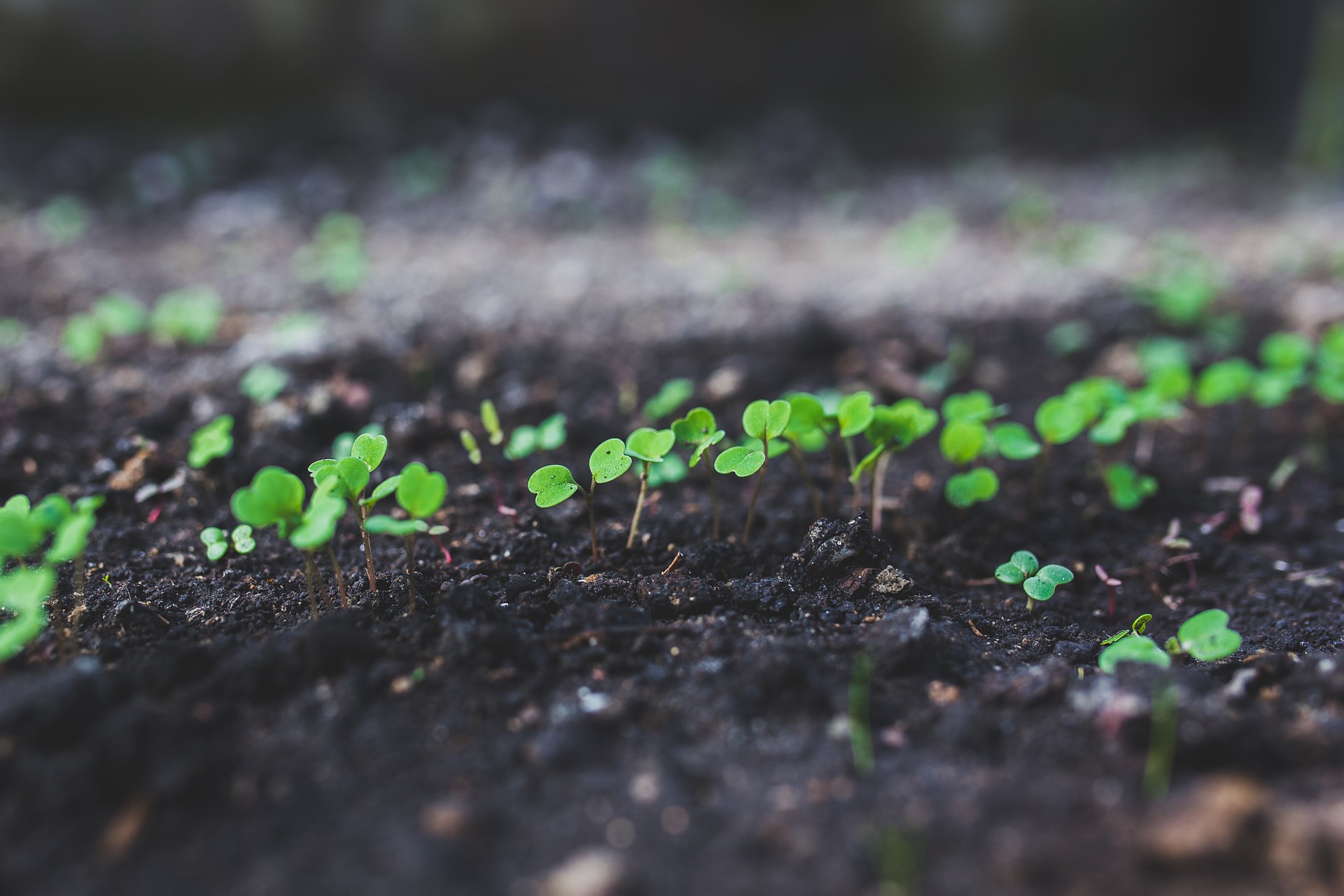 Immagine - Rucola