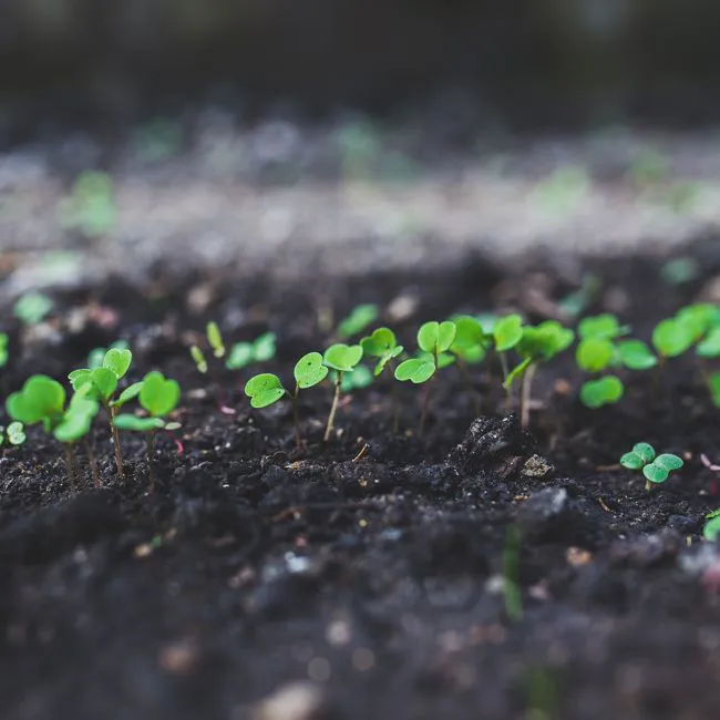 Rucola