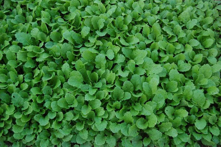 Immagine - Cime di rapa