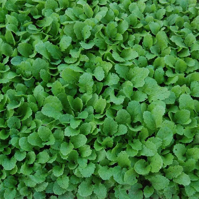 Cime di rapa