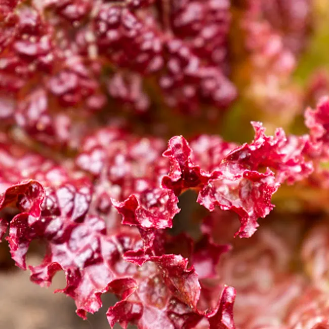 Radicchio salmonato