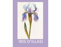 Iris d'Illasi