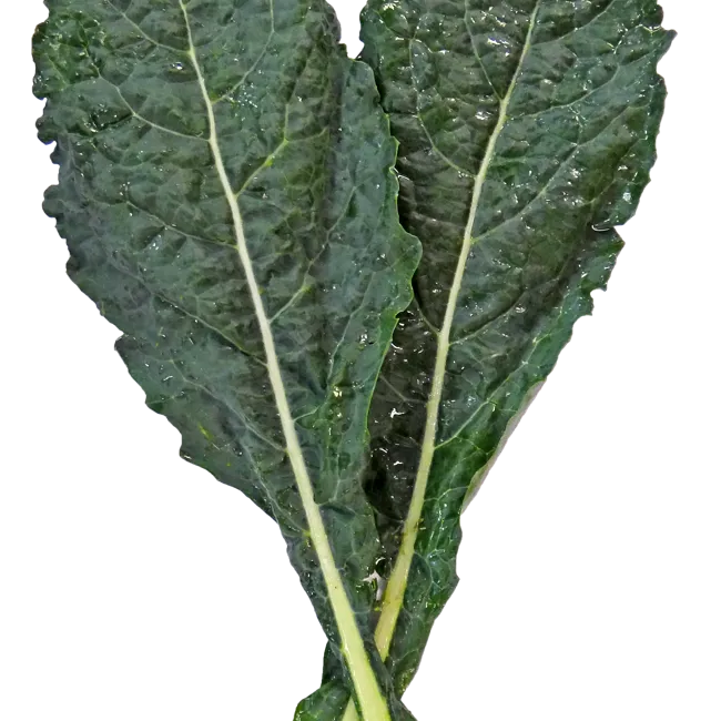 Cavolo nero