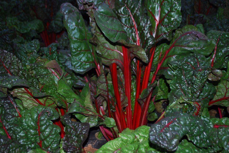 Immagine - Coste verdi e rosse