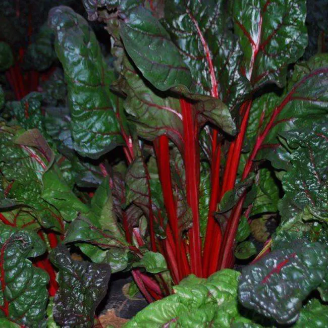 Coste verdi e rosse