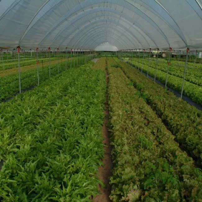 Grumolo verde