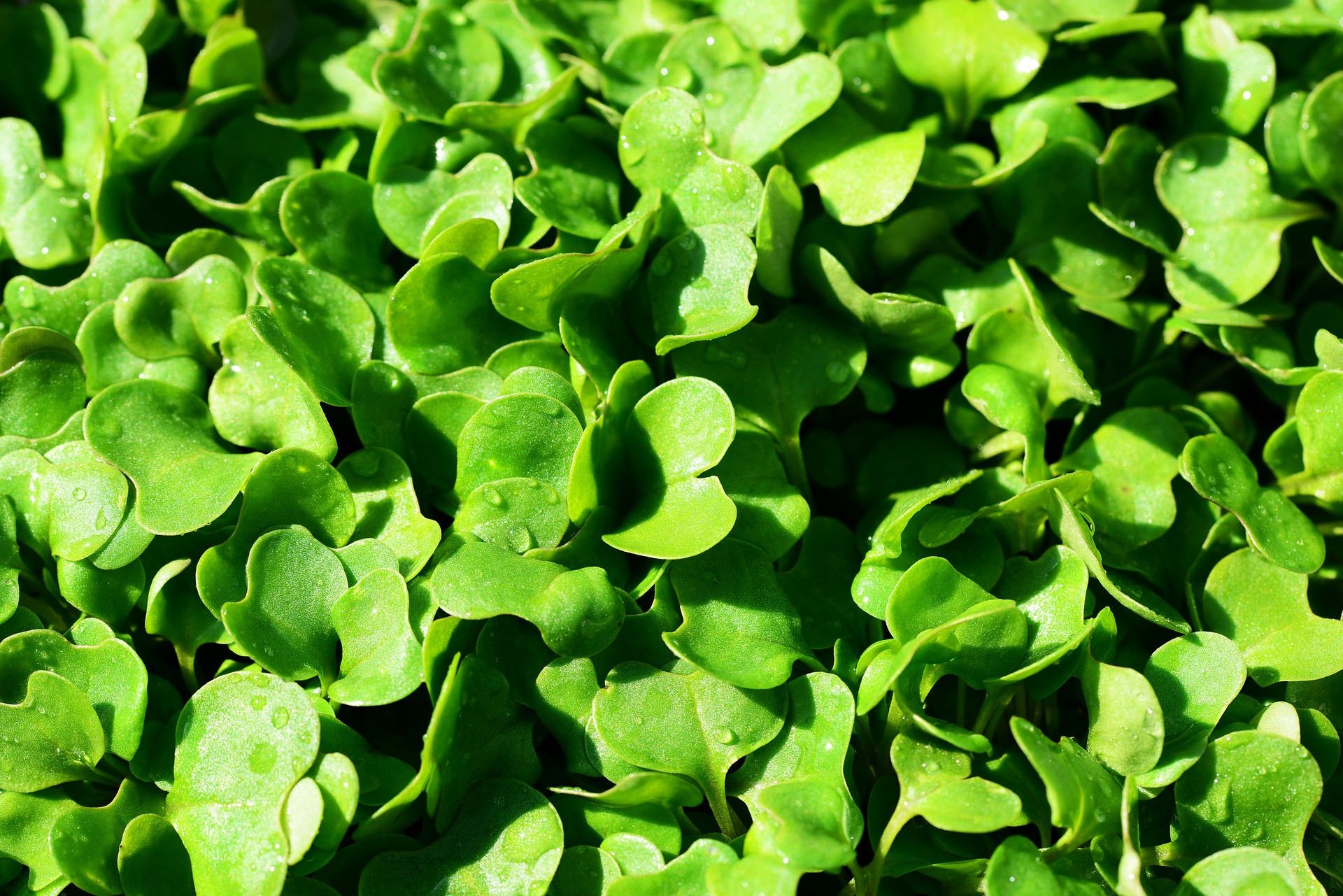 Immagine - Rucola
