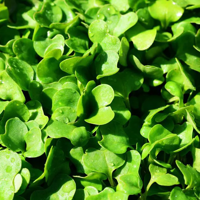 Rucola