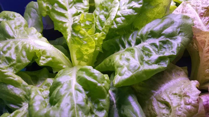 Immagine - Radicchio da campo 