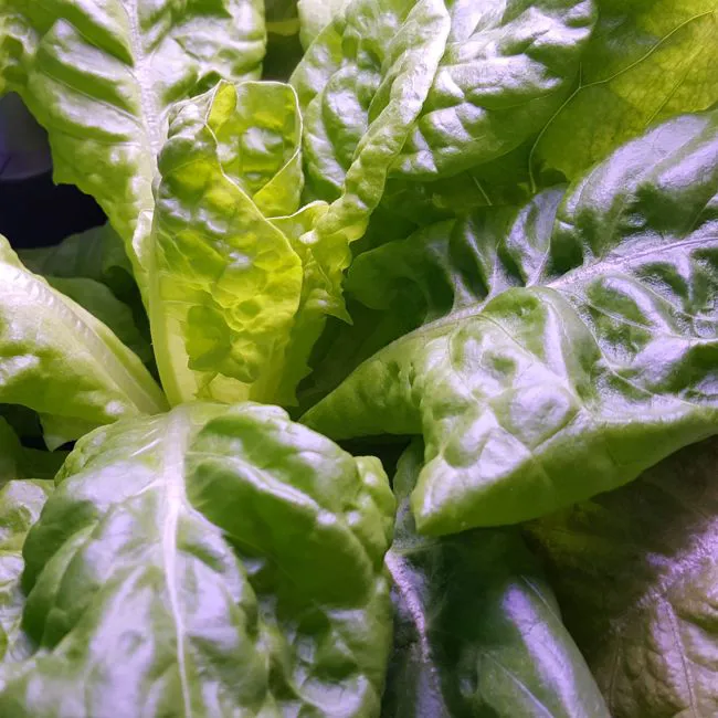Radicchio da campo 