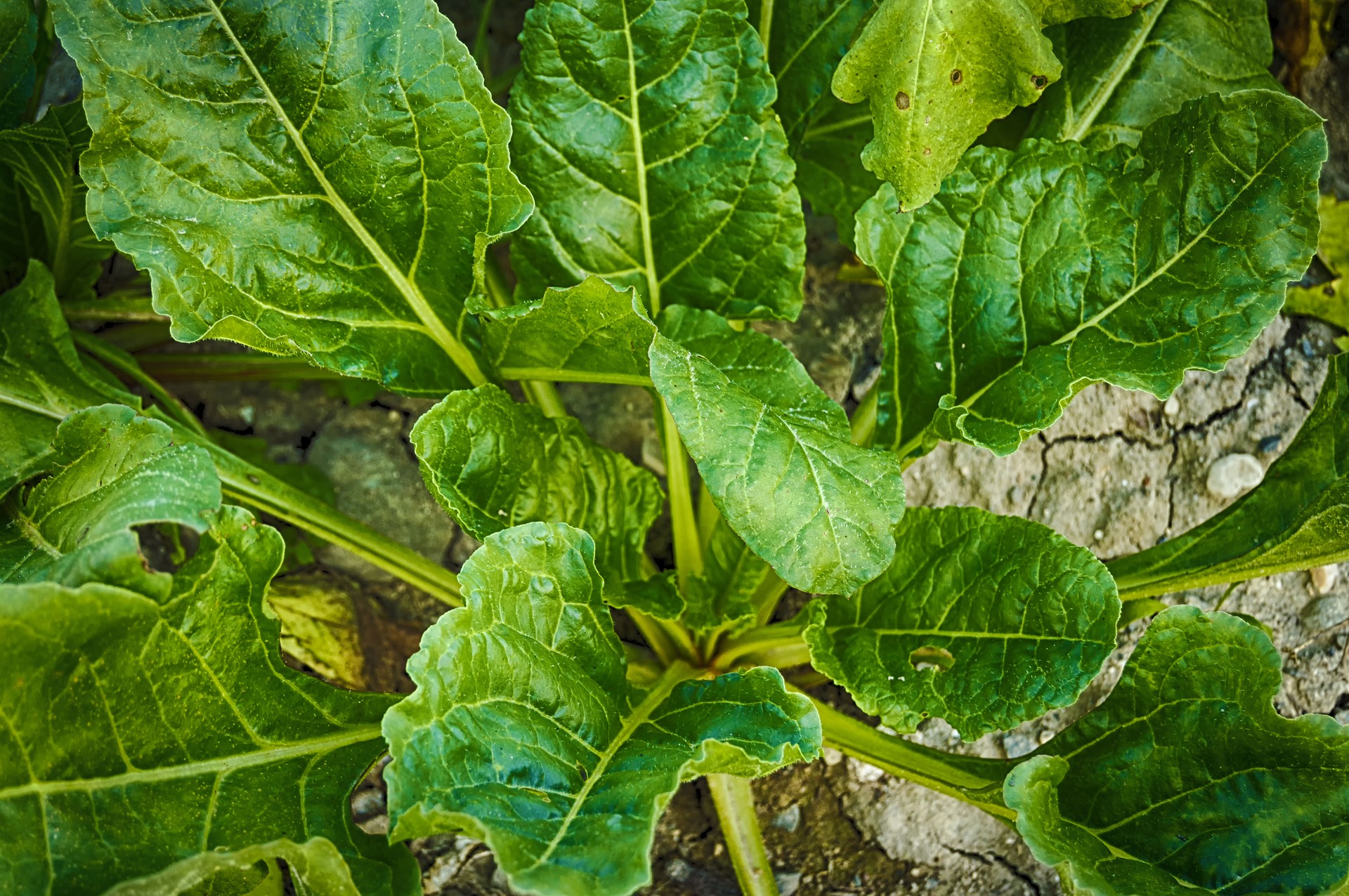 Immagine - Spinaci a radice