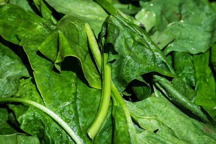 Immagine - Spinaci da taglio 