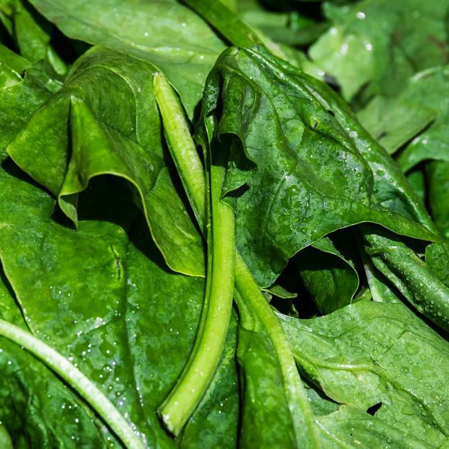 Spinaci da taglio 