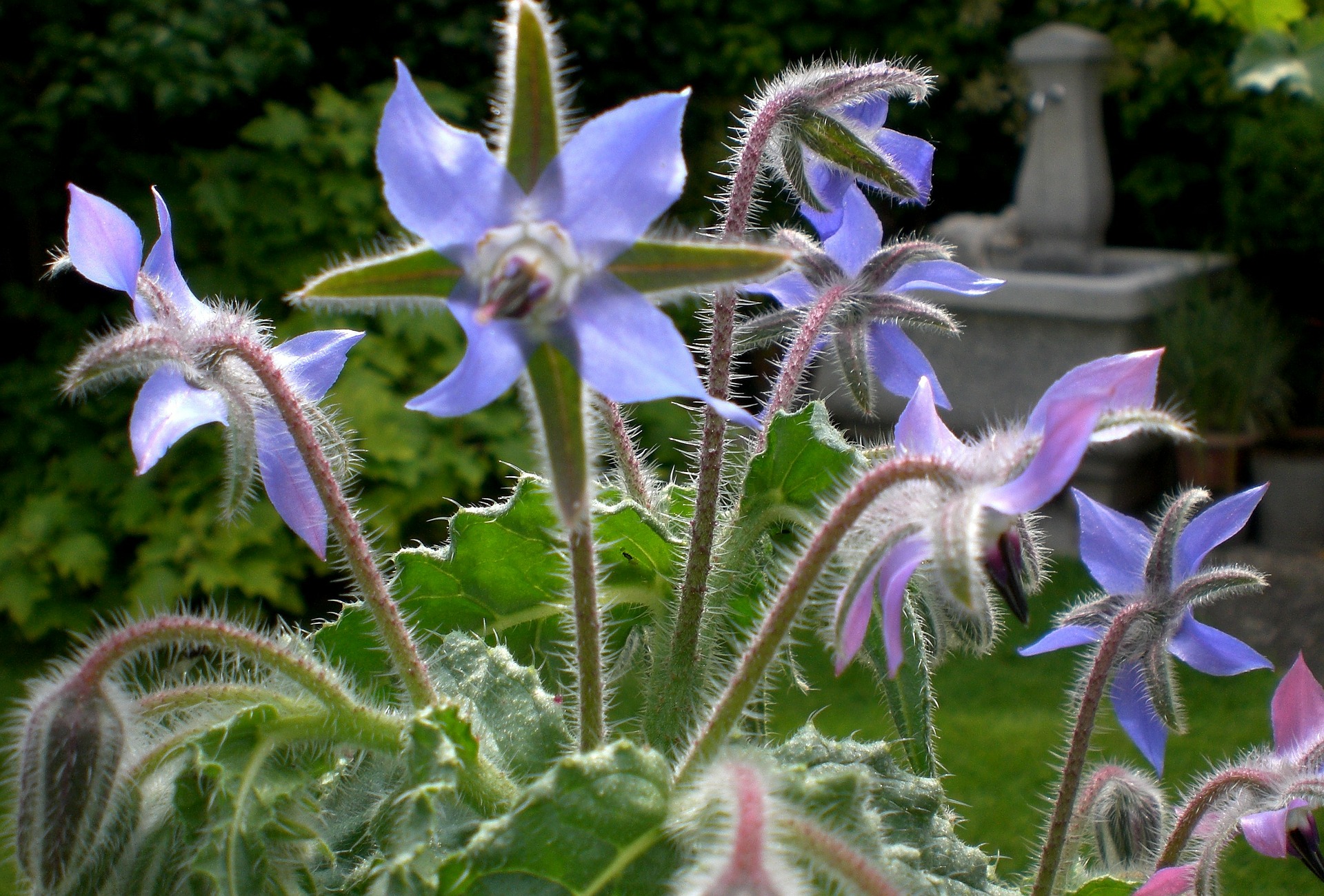 Immagine - Borragine 